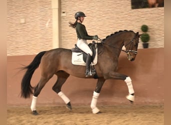 Holstein, Castrone, 13 Anni, 175 cm, Baio scuro