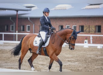 Holstein, Castrone, 14 Anni, 165 cm, Baio
