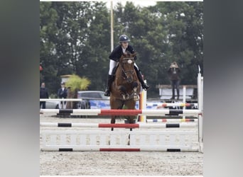 Holstein, Castrone, 14 Anni, 165 cm, Baio