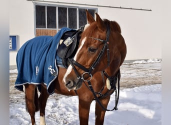 Holstein, Castrone, 14 Anni, 165 cm, Sauro