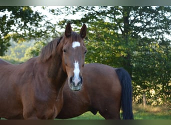 Holstein, Castrone, 14 Anni, 165 cm, Sauro
