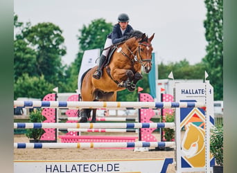 Holstein, Castrone, 14 Anni, 167 cm, Baio