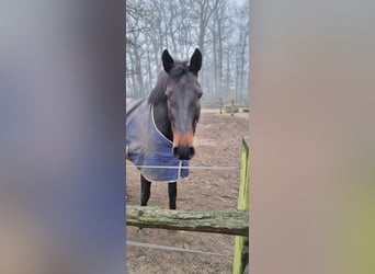 Holstein, Castrone, 14 Anni, 168 cm, Baio scuro