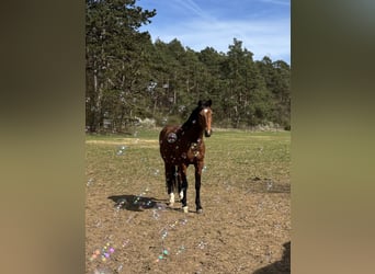 Holstein, Castrone, 14 Anni, 170 cm, Baio