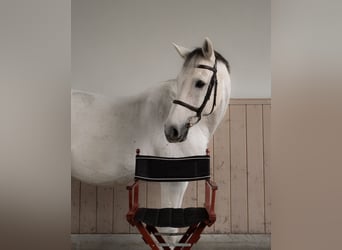 Holstein, Castrone, 14 Anni, 170 cm, Grigio