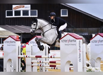 Holstein, Castrone, 14 Anni, 170 cm, Grigio