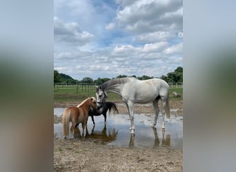 Holstein, Castrone, 14 Anni, 170 cm, Grigio