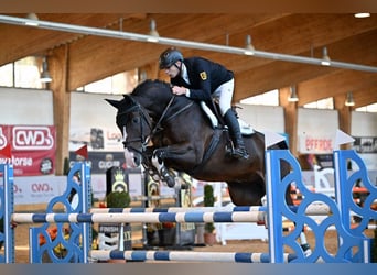 Holstein, Castrone, 14 Anni, 172 cm, Baio