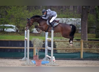 Holstein, Castrone, 14 Anni, 172 cm, Baio