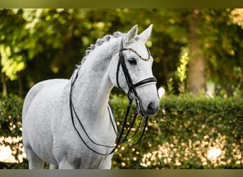 Holstein, Castrone, 14 Anni, 172 cm, Grigio