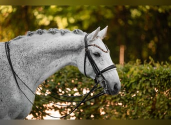 Holstein, Castrone, 14 Anni, 172 cm, Grigio