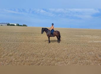 Holstein, Castrone, 14 Anni, 174 cm, Baio scuro