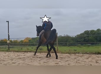 Holstein, Castrone, 14 Anni, 174 cm, Baio scuro