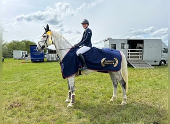 Holstein, Castrone, 14 Anni, 175 cm, Grigio