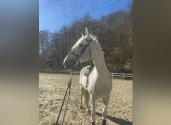 Holstein, Castrone, 14 Anni, 178 cm, Grigio pezzato