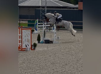 Holstein, Castrone, 14 Anni, 178 cm, Grigio pezzato