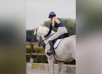 Holstein, Castrone, 14 Anni, 178 cm, Grigio pezzato