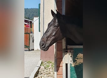 Holstein, Castrone, 15 Anni, 168 cm, Morello