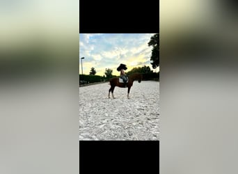 Holstein, Castrone, 15 Anni, 170 cm, Sauro