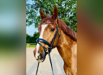 Holstein, Castrone, 15 Anni, 170 cm, Sauro