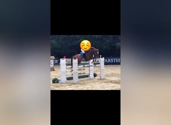 Holstein, Castrone, 15 Anni, 170 cm, Sauro