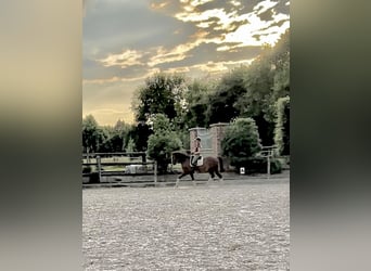 Holstein, Castrone, 15 Anni, 170 cm, Sauro