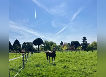 Holstein, Castrone, 15 Anni, 170 cm, Sauro