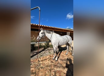Holstein, Castrone, 15 Anni, 173 cm, Grigio