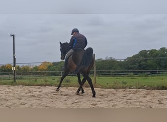 Holstein, Castrone, 15 Anni, 174 cm, Baio scuro