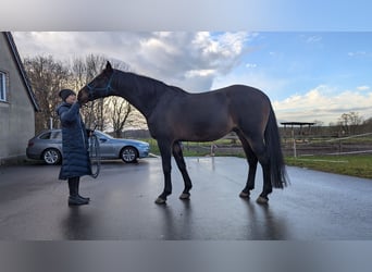 Holstein, Castrone, 15 Anni, 174 cm, Baio scuro