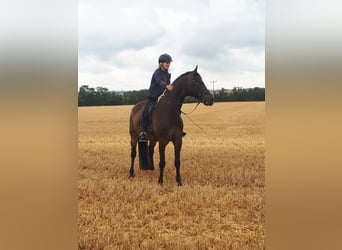 Holstein, Castrone, 15 Anni, 174 cm, Baio scuro