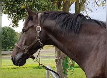 Holstein, Castrone, 15 Anni, 174 cm, Baio scuro