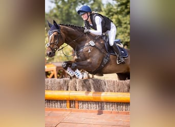 Holstein, Castrone, 15 Anni, 174 cm