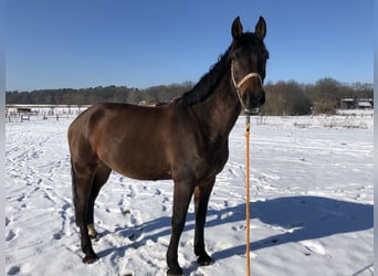 Holstein, Castrone, 16 Anni, 168 cm, Baio