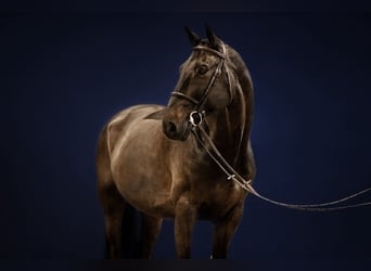 Holstein, Castrone, 16 Anni, 168 cm, Baio scuro