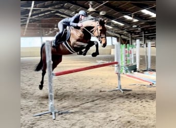 Holstein, Castrone, 16 Anni, 172 cm, Baio