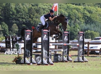 Holstein, Castrone, 16 Anni, 172 cm, Baio scuro
