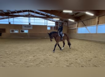 Holstein, Castrone, 16 Anni, 174 cm, Baio