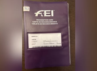 Holstein, Castrone, 16 Anni, 174 cm