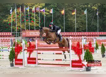 Holstein, Castrone, 16 Anni, 178 cm, Sauro