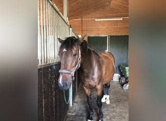 Holstein, Castrone, 17 Anni, 165 cm, Baio