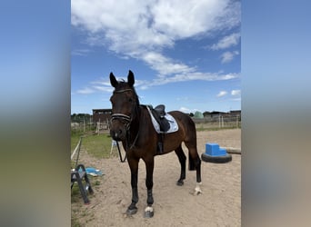 Holstein, Castrone, 17 Anni, 178 cm, Baio