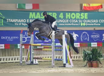 Holstein, Castrone, 18 Anni, Baio