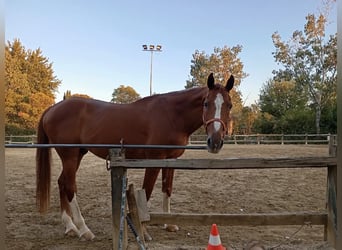 Holstein, Castrone, 19 Anni, 165 cm, Sauro scuro