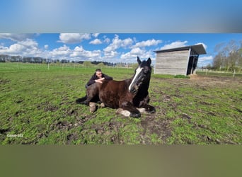 Holstein, Castrone, 23 Anni, 173 cm, Baio scuro