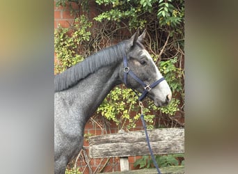 Holstein, Castrone, 2 Anni, 163 cm, Grigio
