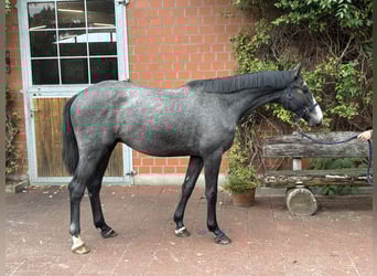Holstein, Castrone, 2 Anni, 163 cm, Grigio