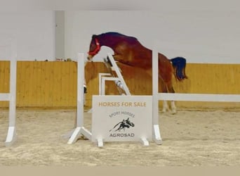 Holstein, Castrone, 2 Anni, Baio