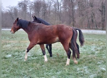 Holstein, Castrone, 2 Anni, Baio