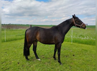 Holstein, Castrone, 3 Anni, 160 cm, Baio scuro